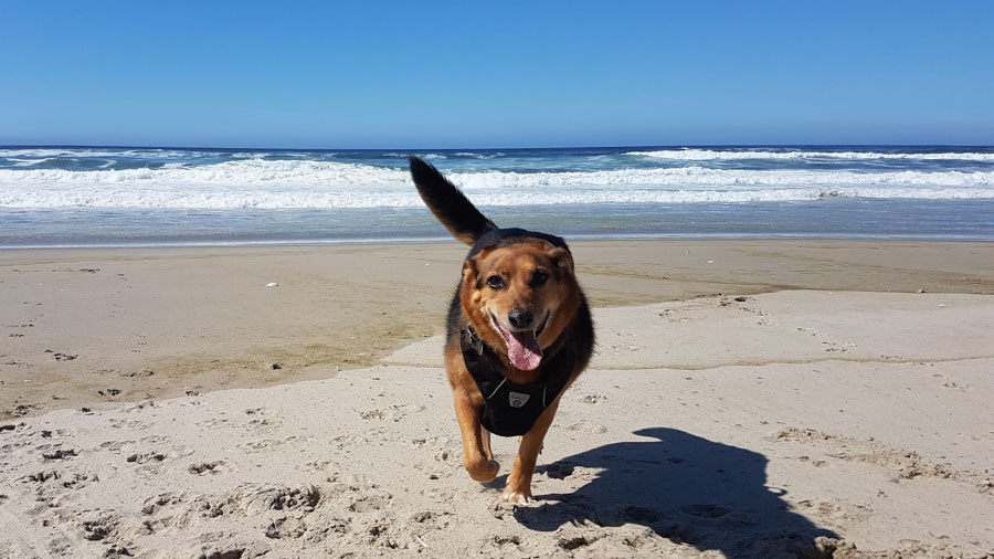 Florence, OR - Lexy on beach near South Jetty Campground