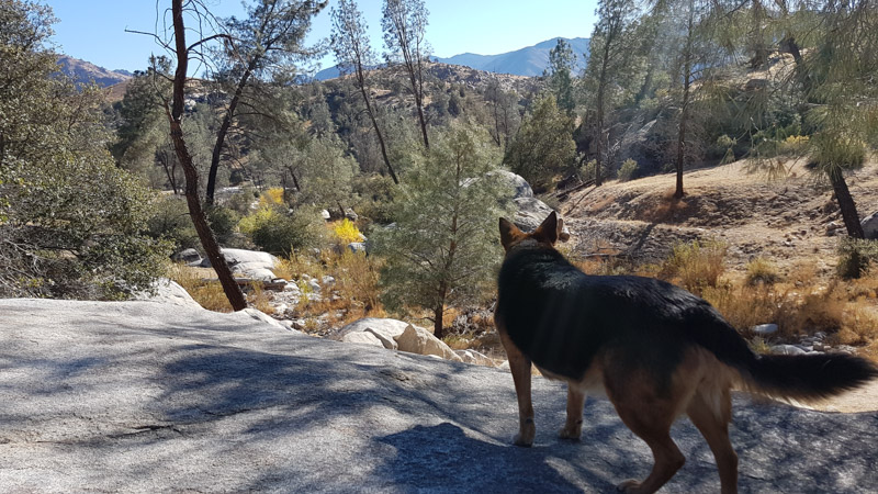 Our dog Lexy exploring the surrounding area