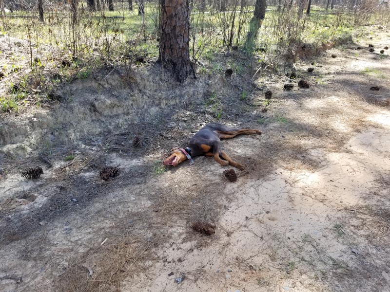 Blackwater River Primitive Recreation Site, Holt FL