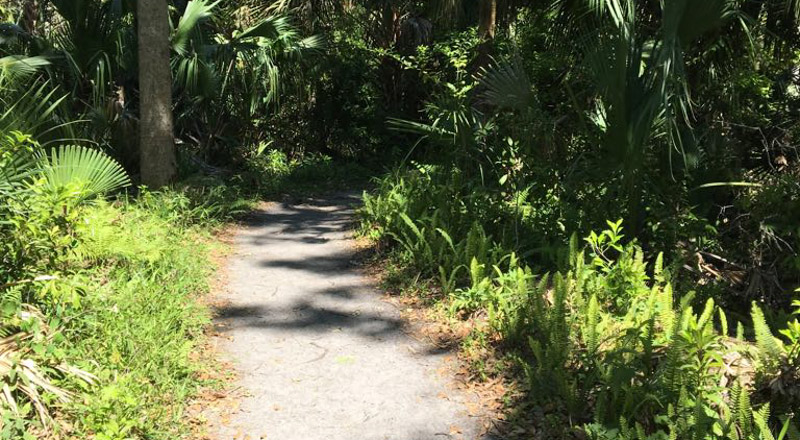 Highlands Hammock State Park, Sebring FL