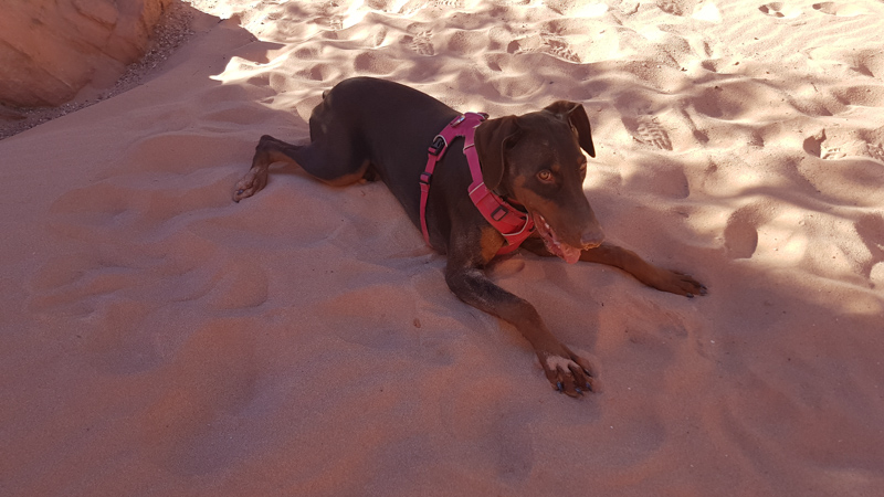 Valley of Fire State Park - Tired Dobie