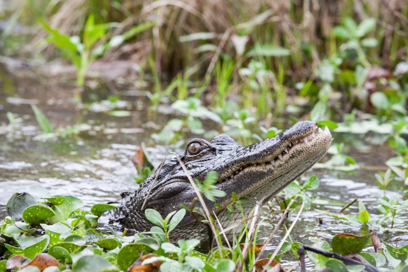 Alligator in the Louisiana swamp
