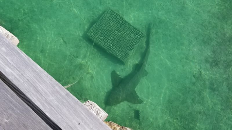 Green Turtle Cay, Bluff House Marina - Nurse shark hanging out by the fuel dock.