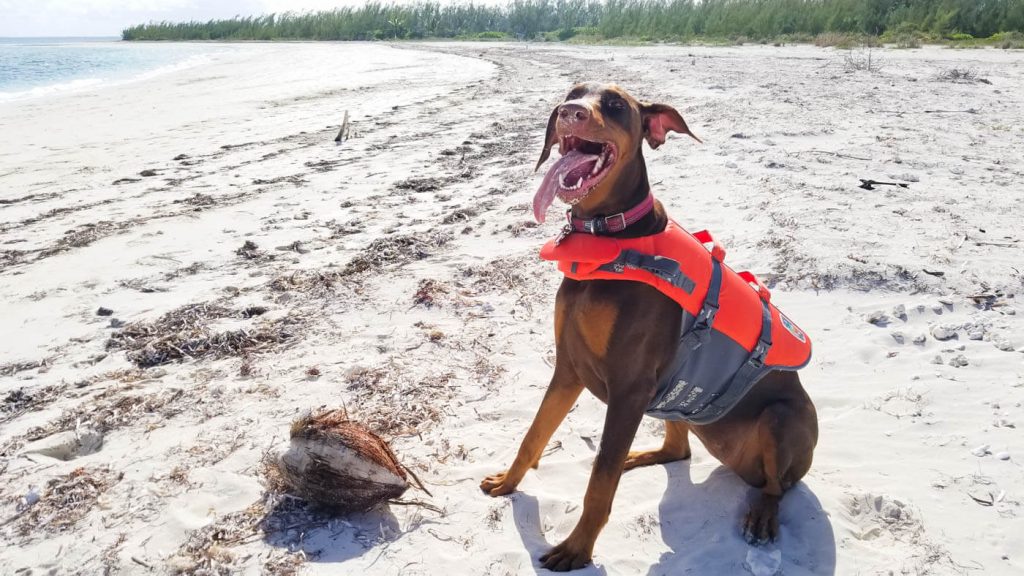 Doberman on beach with coconut