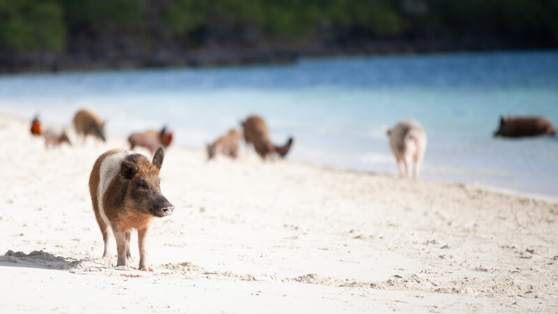 The world-famous swimming pigs on Noname Cay