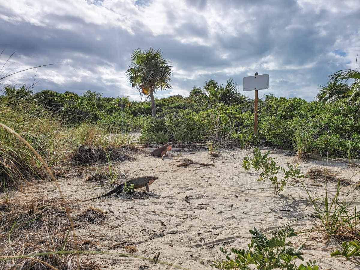 Allan's Cay or Iguana Island