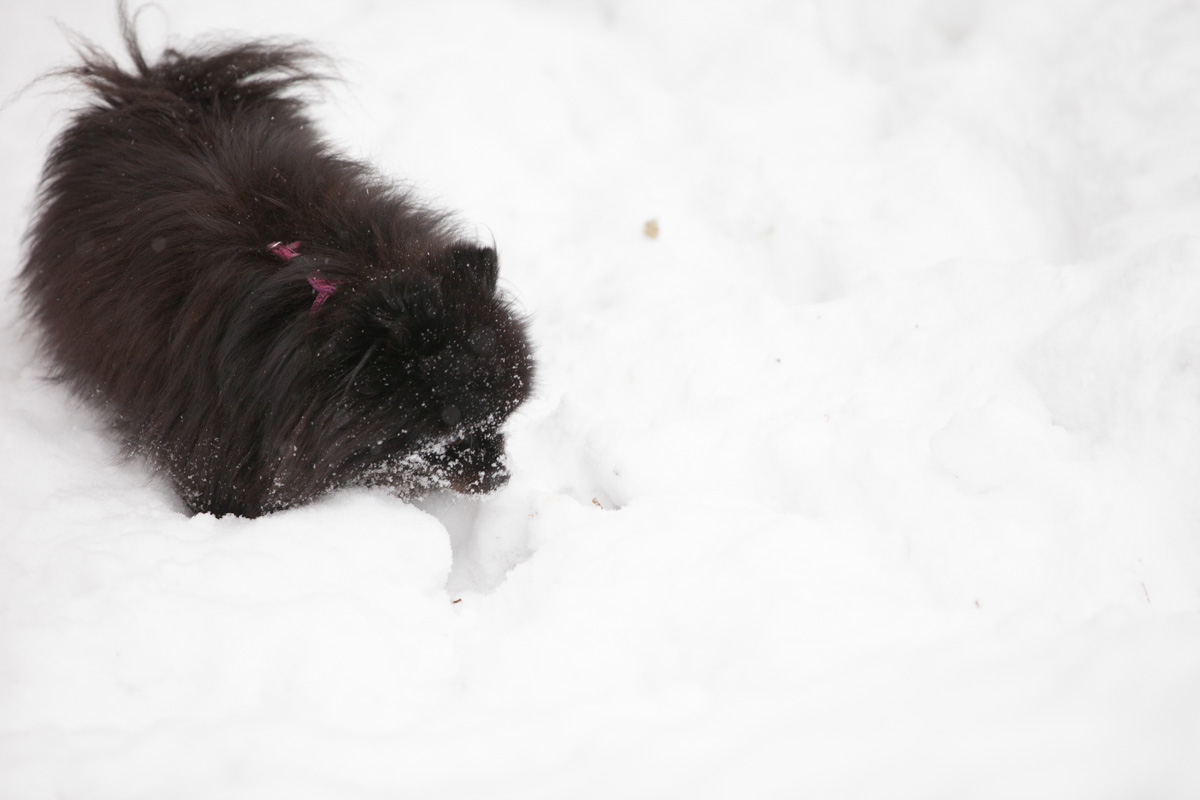 Baby Pebbles in the snow.